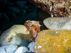 Juvenile Scorpionfish - Scorpaena maderensis by Stefanos Michael 